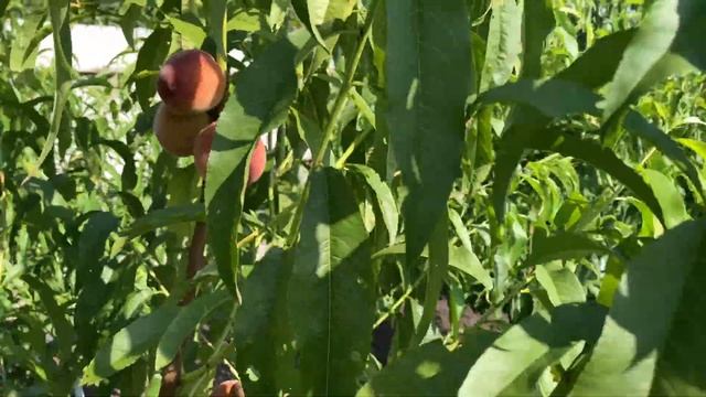 Поспевает Персик Харбингер в Воронеже. 09.07.2021. 4К смотреть онлайн