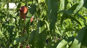 Поспевает Персик Харбингер в Воронеже. 09.07.2021. 4К