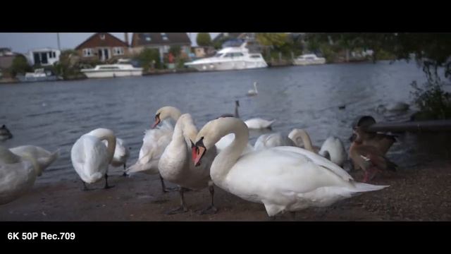 DJI Ronin 4D - A Camera Unlike Any Other! Full Frame 8K 4-Axis Stabilised Cine Camera смотреть онлайн