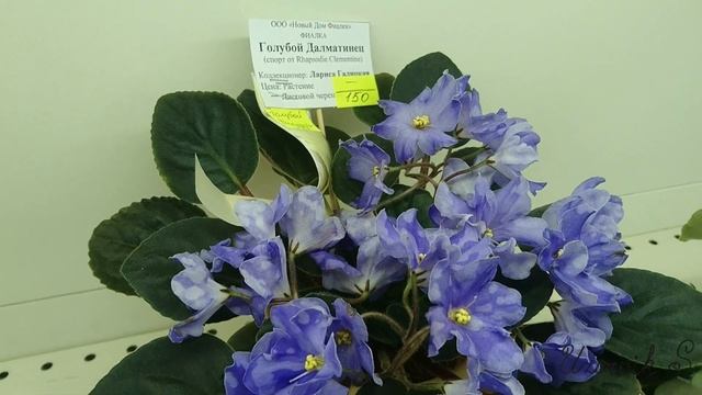 Новинки в Доме Фиалки от В. Хохловой, Е. Морозовой, Е. Галицкой и Л. Галицкой. смотреть онлайн