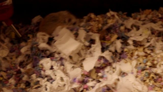 ОПЯТЬ РОДИЛИСЬ ХОМЯЧКИ? / НОВОРОЖДЕННЫЕ ХОМЯЧКИ КЭМПБЕЛЛА / ХОМЯЧКАМ РОБОРОВСКОГО 11 ДНЕЙ ОТ РОДУ смотреть онлайн