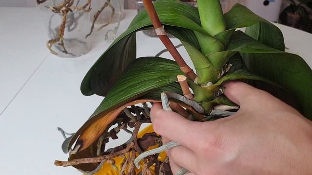 ДЛИННАЯ ШЕЙКА орхидеи ОМОЛОЖЕНИЕ орхидеи или ПЕРЕСАДКА орхидеи смотреть онлайн