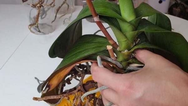 ДЛИННАЯ ШЕЙКА орхидеи ОМОЛОЖЕНИЕ орхидеи или ПЕРЕСАДКА орхидеи