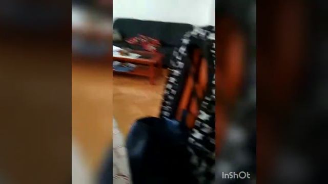 Бостон Терьер,припадки сумасшествия/crazy Boston Terrier смотреть онлайн