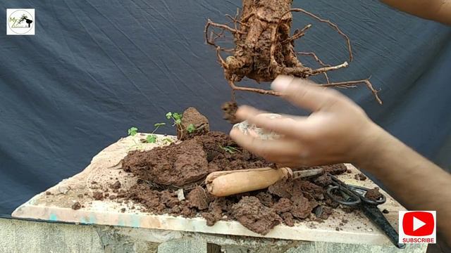 Working on baobab смотреть онлайн