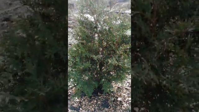 На даче 22 апреля. Дачный туалет без запаха. Осминоги из сосисок и спагетти)Боремся с тлёй смотреть онлайн