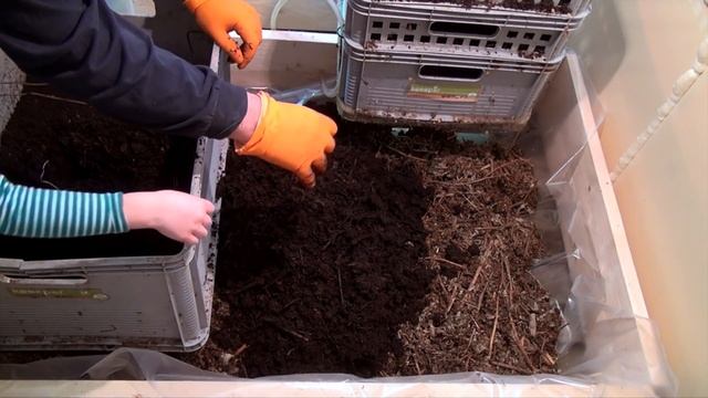 125 РАЗВЕДЕНИЕ ДЕНДРОБЕНЫ КАК РАЗВОДИТЬ ЧЕРВЕЙ ДЕНДРОБЕНА РАЗВЕДЕНИЕ НА ФЕРМЕ ДЕНДРОБЕНА ВЫРАЩИВАНИ