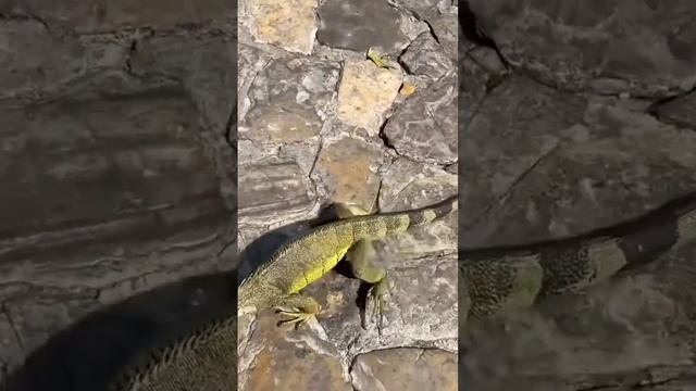 Царство игуан на улицах г.Гуаякиль, Эквадор. смотреть онлайн