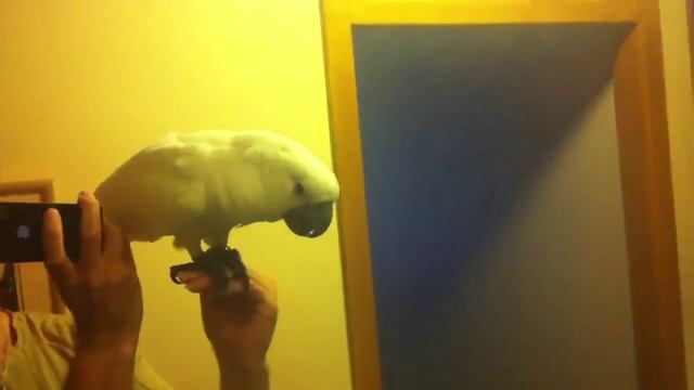 Какаду кукушечка говорит смотреть онлайн