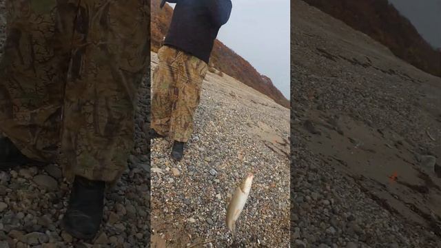 Приморье. Краснопёрка попёрла. Береговое 16.10.2022.