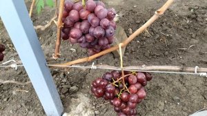 Альянс-очень ранний виноград с высокими вкусовыми качествами