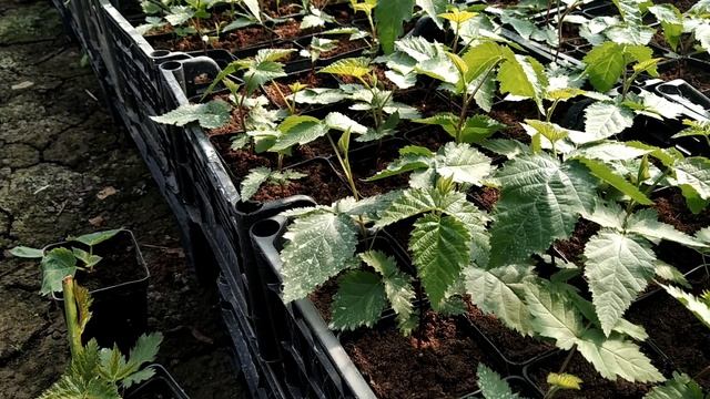 Профилактика от болезней и вредителей у ежевики. Подозрительные листочки