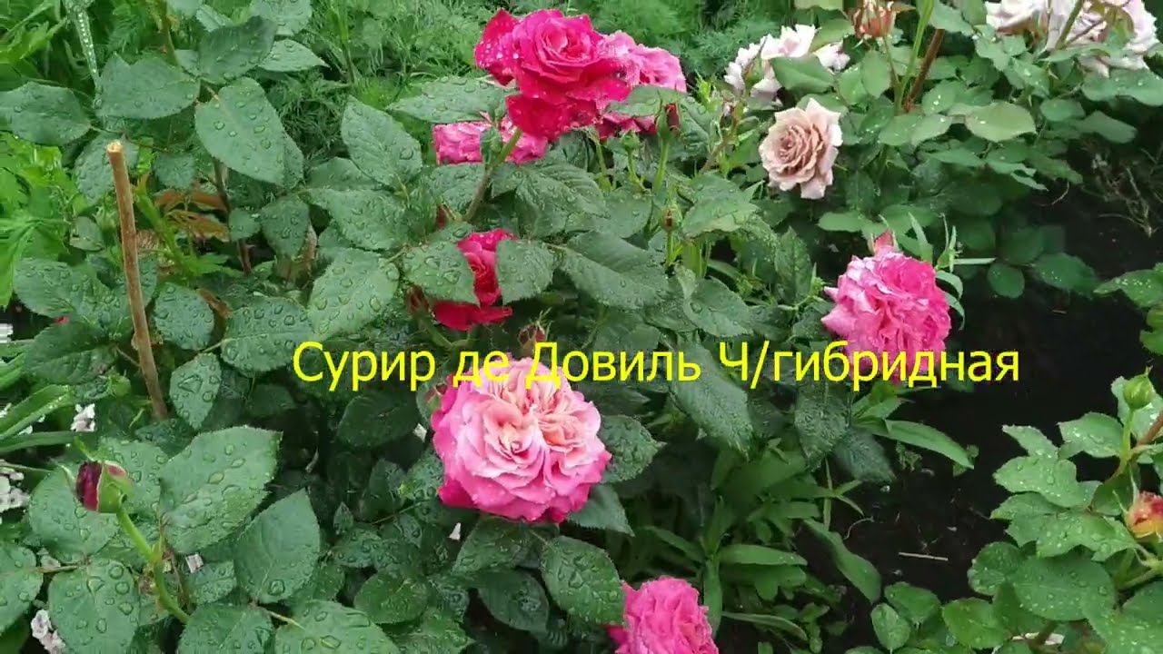 Розы. Цветет молодой розарий. Сорта роз. смотреть онлайн