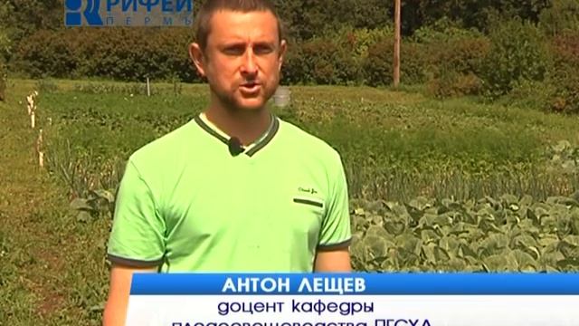 Зелёный участок Брюссельская капуста смотреть онлайн
