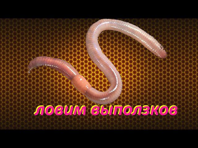 Ловим выползков / как поймать и где искать выползка смотреть онлайн