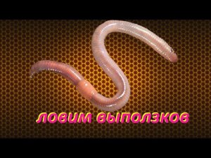 Ловим выползков / как поймать и где искать выползка