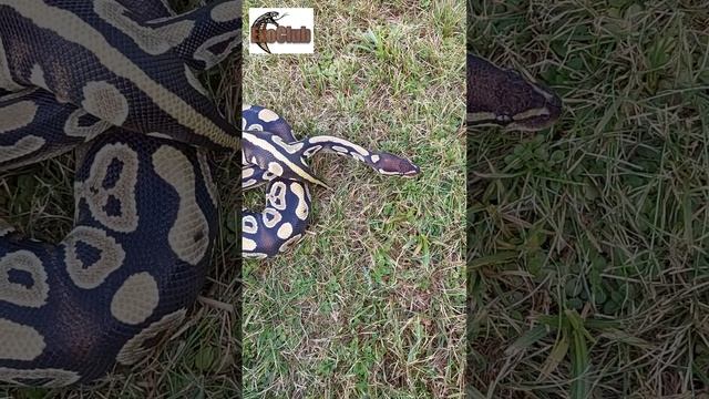 python regius/ball python/королевский питон/phantom смотреть онлайн