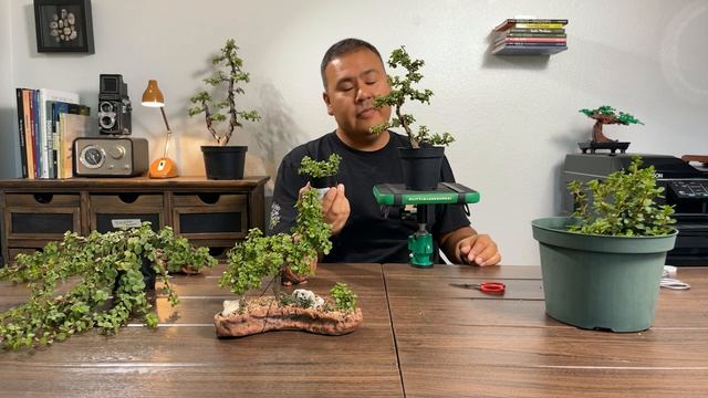 Introducing the new miniature cultivar: Portulacaria Afra 'Lilliput' - By Little Jade Bonsai смотреть онлайн