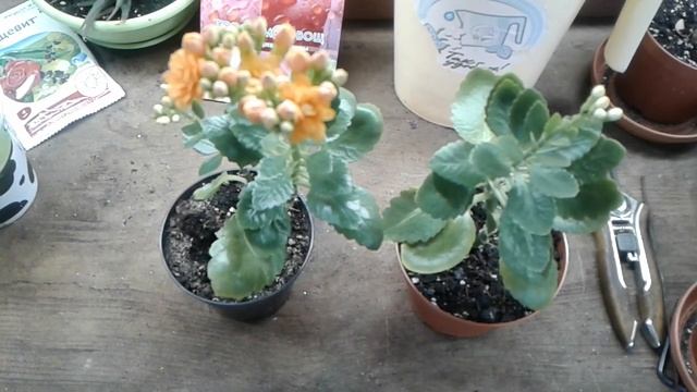 Каланхоэ. Почему не цветет? смотреть онлайн