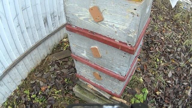 Улей - дупло уходит в зиму/ смотреть онлайн