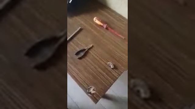 Mooshen 005 смотреть онлайн