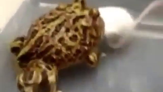 Кормление лягушки смотреть онлайн