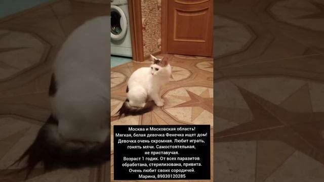 Скромная кошка ищет любящую семью смотреть онлайн
