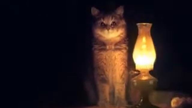 Волшебный кот .Мagic cat смотреть онлайн