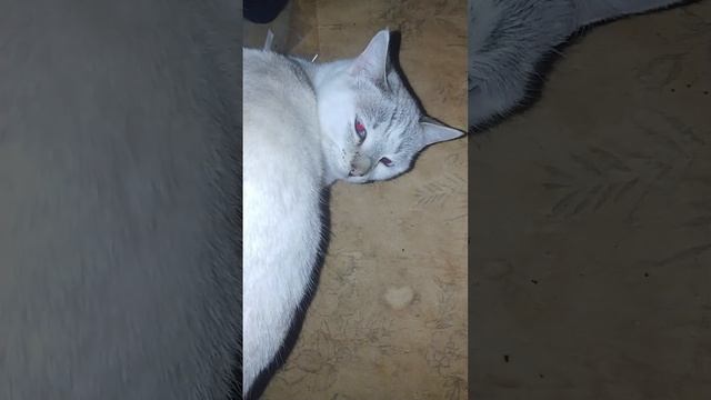 Чай ЗДОРОВЬЕ плюс коты