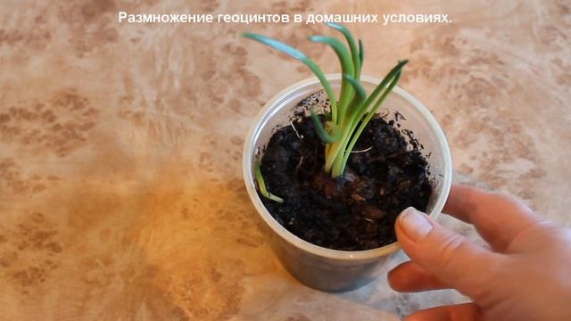 Размножаем гиацинты в домашних условиях. Результат. смотреть онлайн