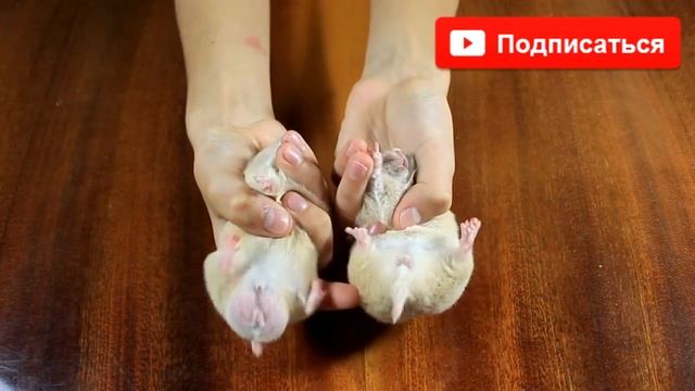 КАК ОПРЕДЕЛИТЬ ПОЛ ХОМЯКА / ОПРЕДЕЛЯЮ ПОЛ ХОМЯЧАТ / Мальчики или Девочки / floor hamster /Алиса Изи смотреть онлайн
