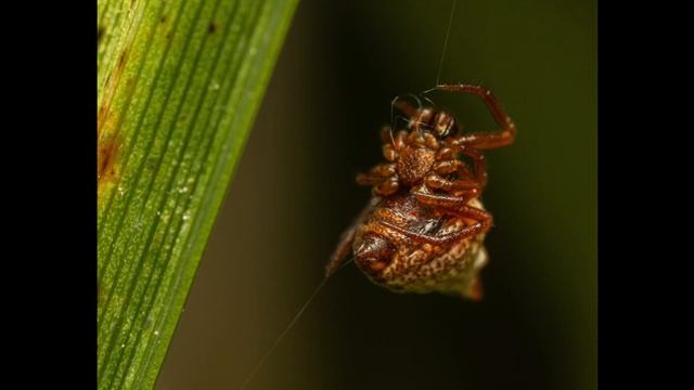 Canon R7 & Laowa 25mm Extreme Macro Photography: First Impressions & Sample Shots смотреть онлайн