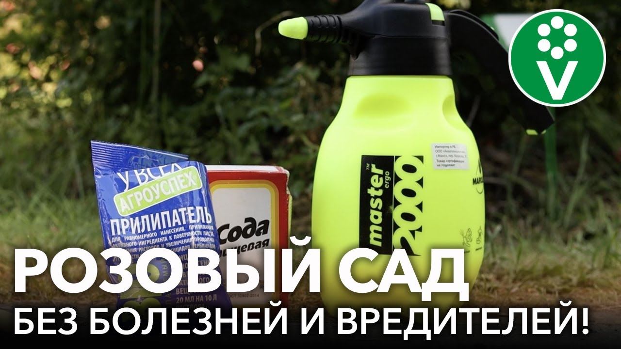 ВОЛШЕБНОЕ СРЕДСТВО ДЛЯ РОЗ ОТ БОЛЕЗНЕЙ И ВРЕДИТЕЛЕЙ! Шикарный розовый сад без использовании химии смотреть онлайн