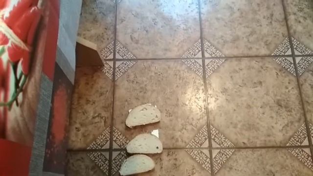 Почему бутерброд падает маслом вниз? Законы подлости! смотреть онлайн