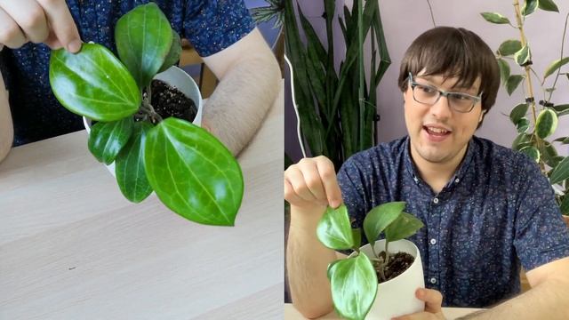 Hoya merrillii | 30 Days of Hoya - 12 of 30 смотреть онлайн