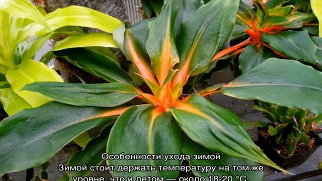 Цветок хлорофитум — уход в домашних условиях смотреть онлайн