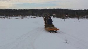 Владимирский тяжеловоз Вояж. В первый раз в санях. 2.7 года