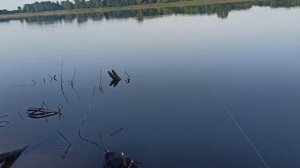 Пробный выезд на чехонь. Вятка, в районе Анзирки. Ловим на резинку. 20.07.2021.