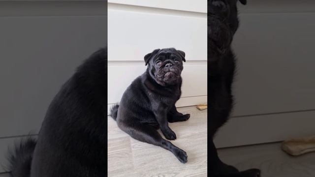 Как быстро растут мопсы ❤️ #мопс #pug #puppy #щенок смотреть онлайн