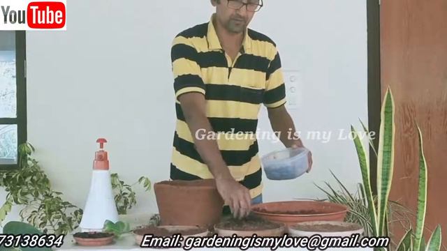 Prepare Potting Mixture for Adenium(Hindi) | Soil Mixture for Desert Rose | Repotting Adenium смотреть онлайн