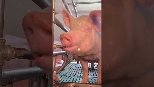 This pig is so cute when he drinks water, his eyes are so cute #Shorts смотреть онлайн