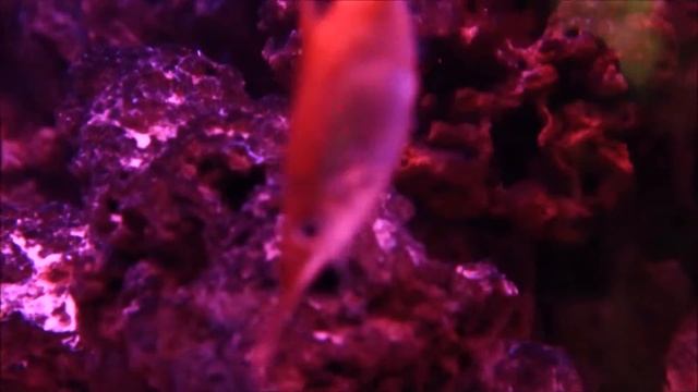 Интересные факты - рыба-бекас смотреть онлайн