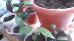 Плодоношение лимонов, выращенных из косточки! Лимон в домашних условиях! Часть 1