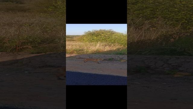 Общительный лисёнок)))