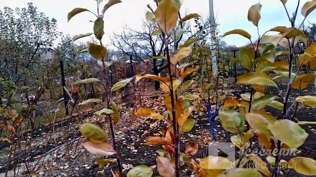 Молодой плодовый сад/Спасаю яблони от зайцев/Young orchard in the country смотреть онлайн