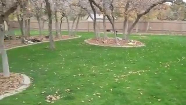 Хаски бесится в осенних листьях! смотреть онлайн