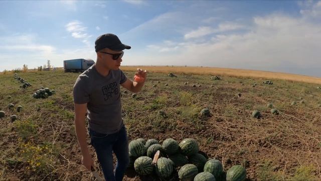 Арбуз холодок вкусовые качества мед ??? смотреть онлайн