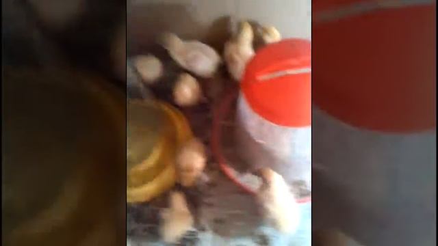 Купили перепелят породы "Техасский белый" // Опыт содержания перепелов в квартире смотреть онлайн