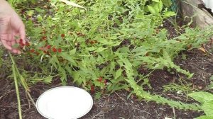 Земляничный шпинат. Особенности выращивания. Урожай.