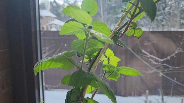 13.03 Ежевика в горшках